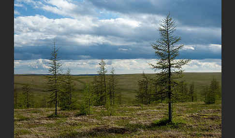 Sibirische Lärche (Larix sibirica)