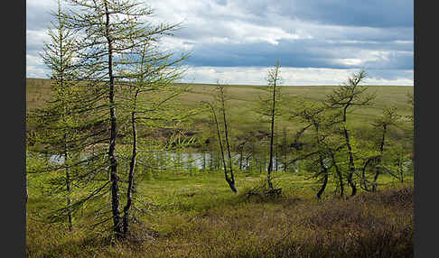 Sibirische Lärche (Larix sibirica)