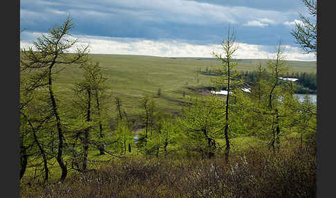 Sibirische Lärche (Larix sibirica)