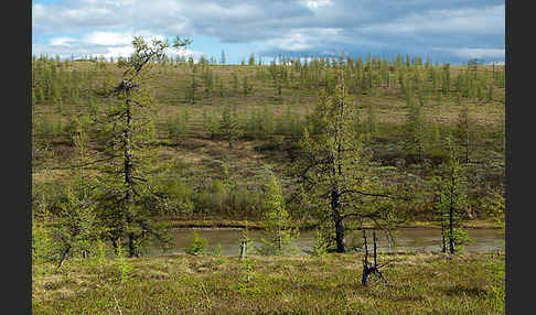 Sibirische Lärche (Larix sibirica)