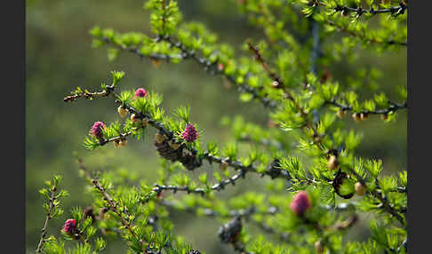 Sibirische Lärche (Larix sibirica)