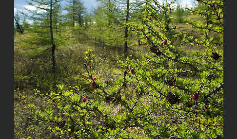 Sibirische Lärche (Larix sibirica)