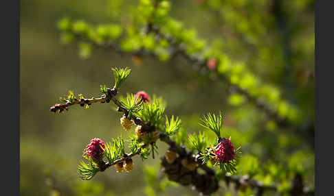 Sibirische Lärche (Larix sibirica)