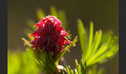 Sibirische Lärche (Larix sibirica)