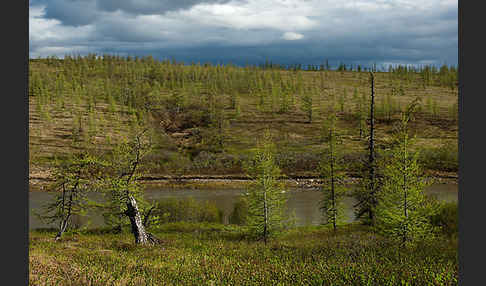 Sibirische Lärche (Larix sibirica)