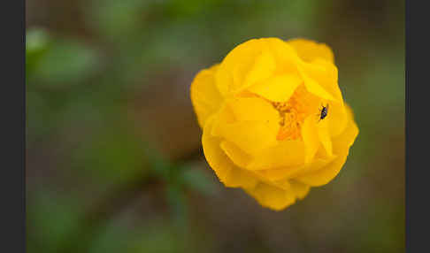 Asiatische Trollblume (Trollius asiaticus)