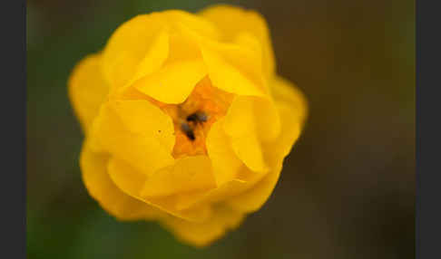 Asiatische Trollblume (Trollius asiaticus)