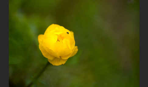 Asiatische Trollblume (Trollius asiaticus)