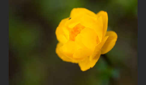 Asiatische Trollblume (Trollius asiaticus)