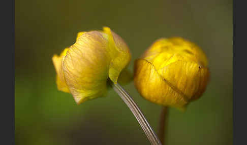 Asiatische Trollblume (Trollius asiaticus)