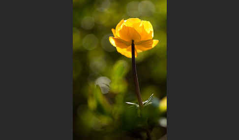 Asiatische Trollblume (Trollius asiaticus)