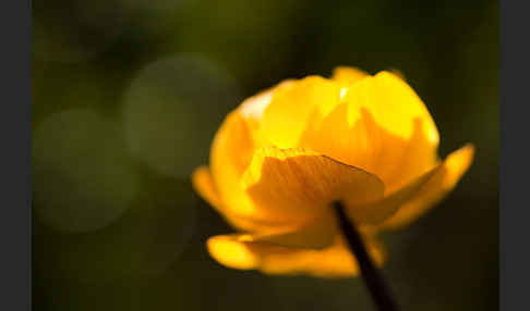 Asiatische Trollblume (Trollius asiaticus)