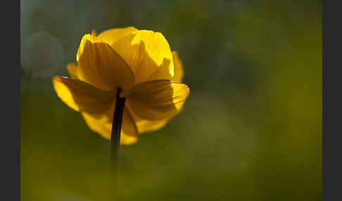 Asiatische Trollblume (Trollius asiaticus)