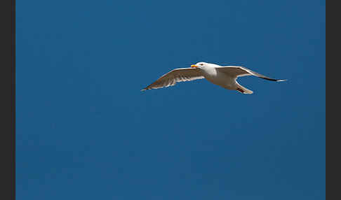 Silbermöwe (Larus argentatus)