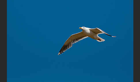 Silbermöwe (Larus argentatus)