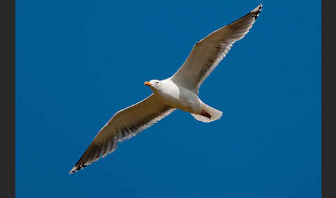 Silbermöwe (Larus argentatus)