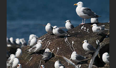 Silbermöwe (Larus argentatus)