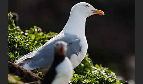 Silbermöwe (Larus argentatus)