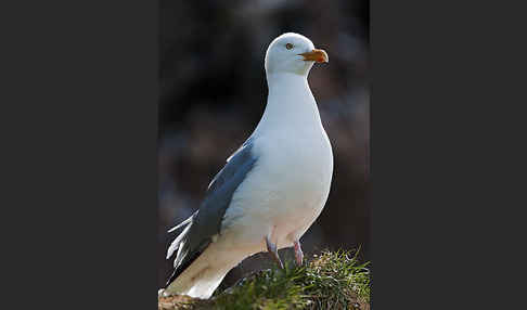 Silbermöwe (Larus argentatus)