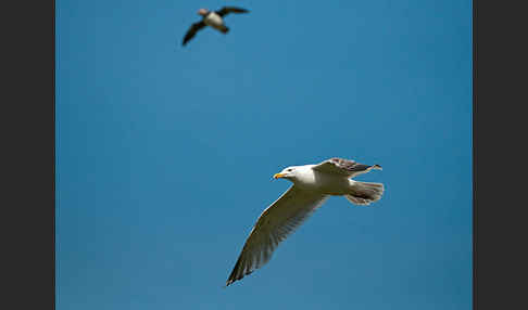 Silbermöwe (Larus argentatus)