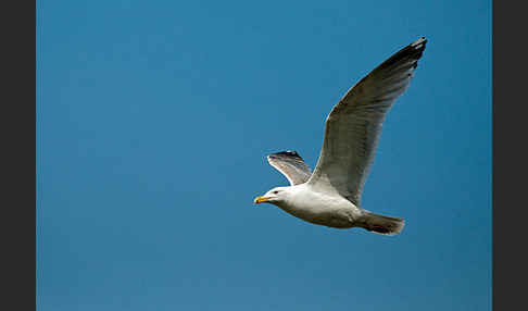 Silbermöwe (Larus argentatus)