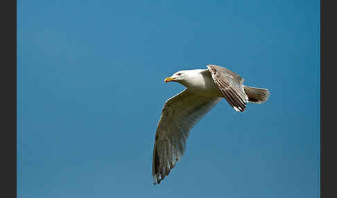 Silbermöwe (Larus argentatus)