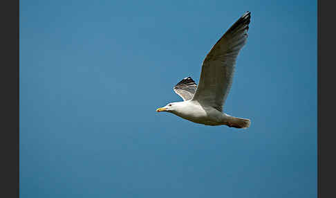 Silbermöwe (Larus argentatus)