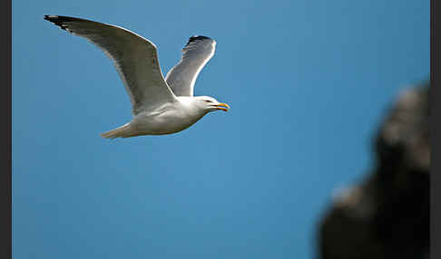 Silbermöwe (Larus argentatus)