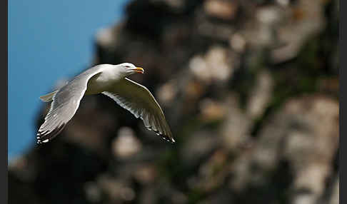 Silbermöwe (Larus argentatus)