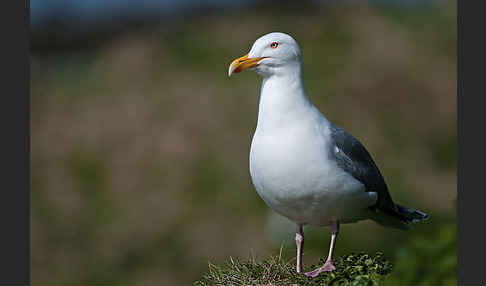 Silbermöwe (Larus argentatus)