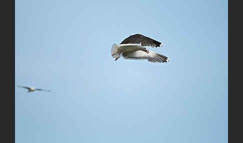 Mantelmöwe (Larus marinus)