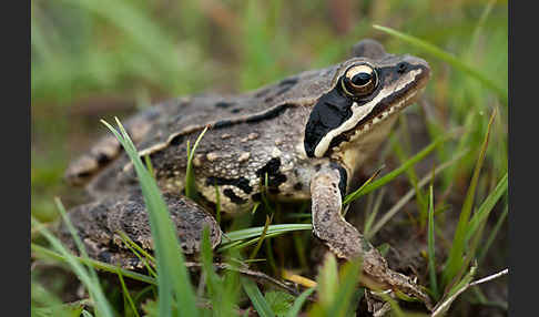 Moorfrosch (Rana arvalis)