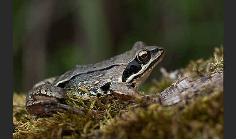 Moorfrosch (Rana arvalis)
