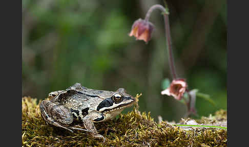 Moorfrosch (Rana arvalis)