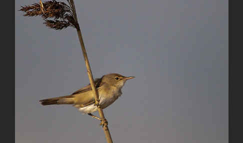 Teichrohrsänger (Acrocephalus scirpaceus)