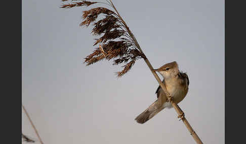Teichrohrsänger (Acrocephalus scirpaceus)