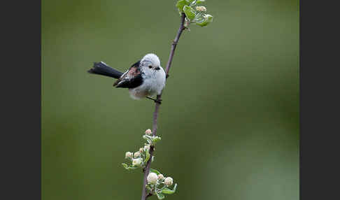 Schwanzmeise (Aegithalos caudatus)