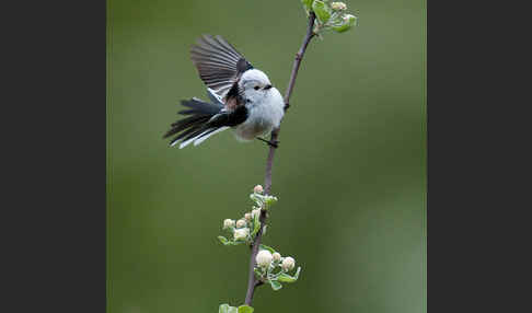 Schwanzmeise (Aegithalos caudatus)