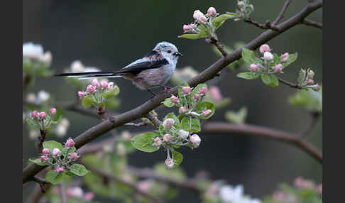 Schwanzmeise (Aegithalos caudatus)