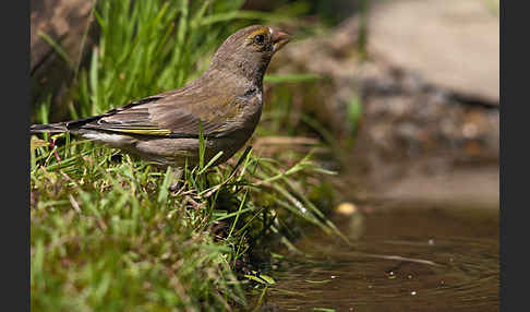 Grünfink (Carduelis chloris)