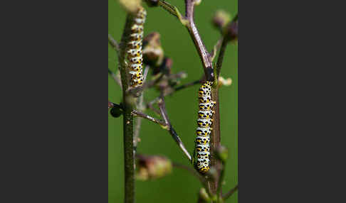 Braunwurz-Mönch (Shargacucullia scrophularia)