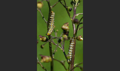 Braunwurz-Mönch (Shargacucullia scrophularia)