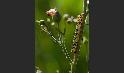 Braunwurz-Mönch (Shargacucullia scrophularia)