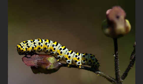 Braunwurz-Mönch (Shargacucullia scrophularia)