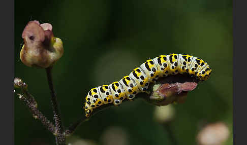 Braunwurz-Mönch (Shargacucullia scrophularia)