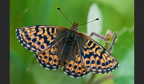 Hochmoor-Perlmutterfalter (Boloria aquilonaris)