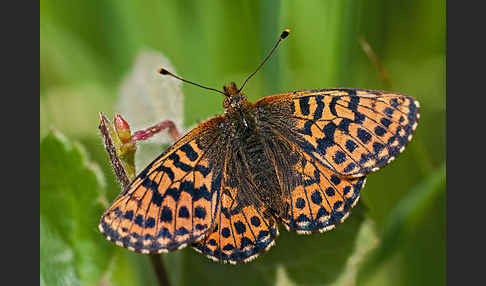 Hochmoor-Perlmutterfalter (Boloria aquilonaris)