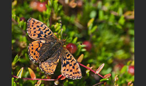 Hochmoor-Perlmutterfalter (Boloria aquilonaris)