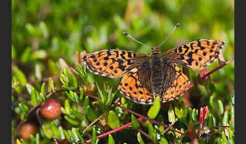 Hochmoor-Perlmutterfalter (Boloria aquilonaris)