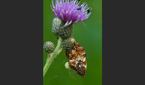 Hochmoor-Perlmutterfalter (Boloria aquilonaris)